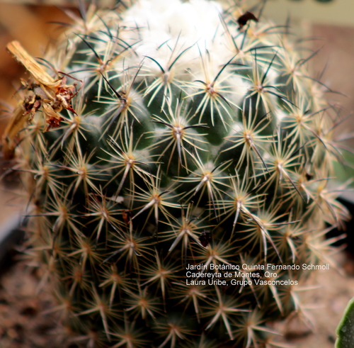Coryphantha pallida