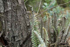 Pleopeltis bombycina