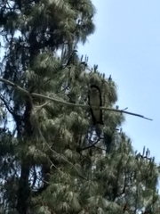 Tachycineta bicolor