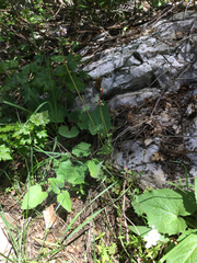 Lithophragma glabrum