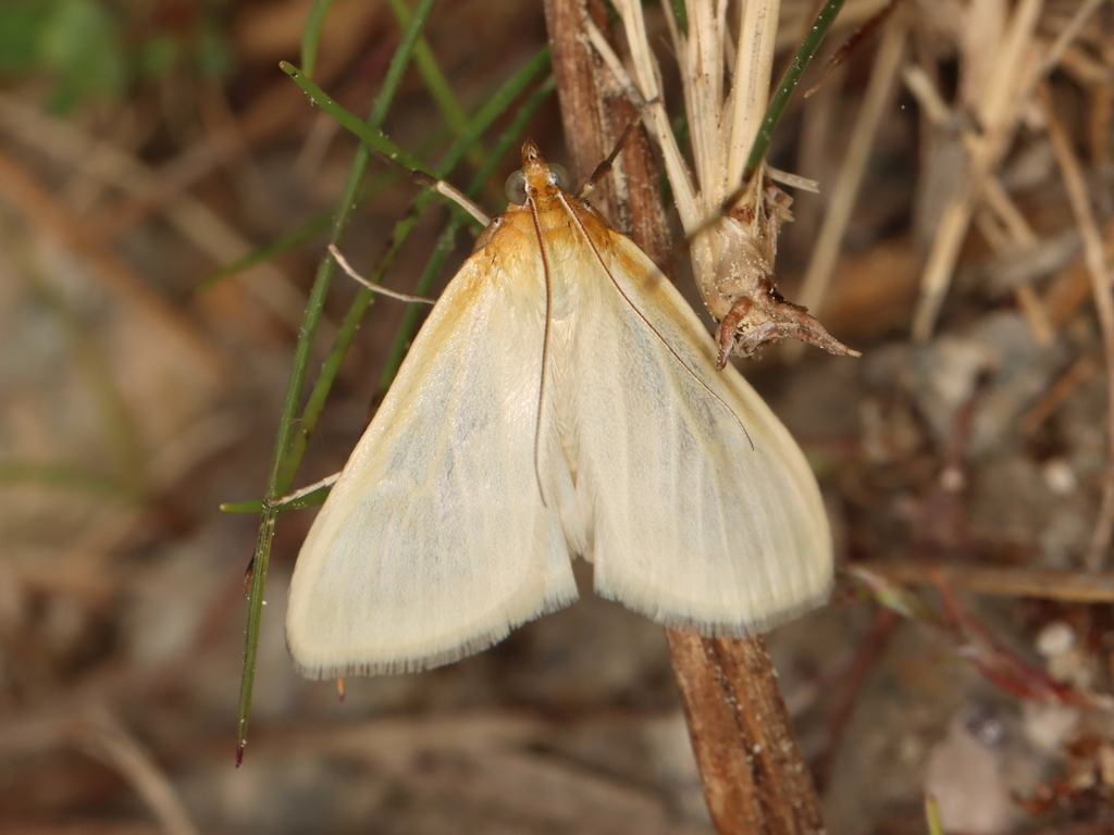 Pearly Indigo Borer