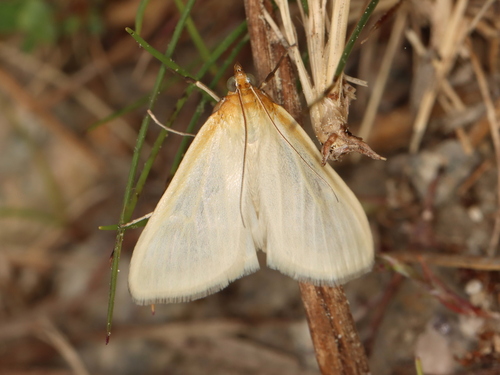 Pearly Indigo Borer