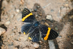 Riodina lycisca