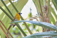 Caryothraustes poliogaster