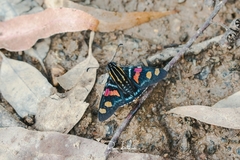 Mimoniades versicolor