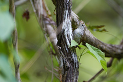 Uropsila leucogastra