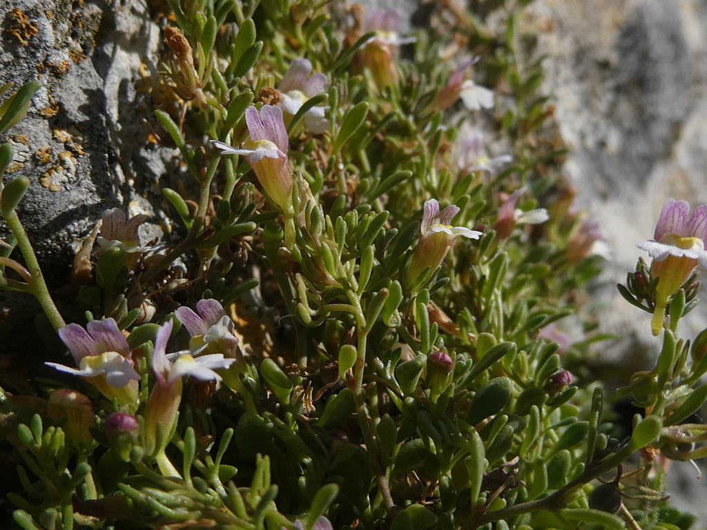 Chaenorhinum semiglabrum