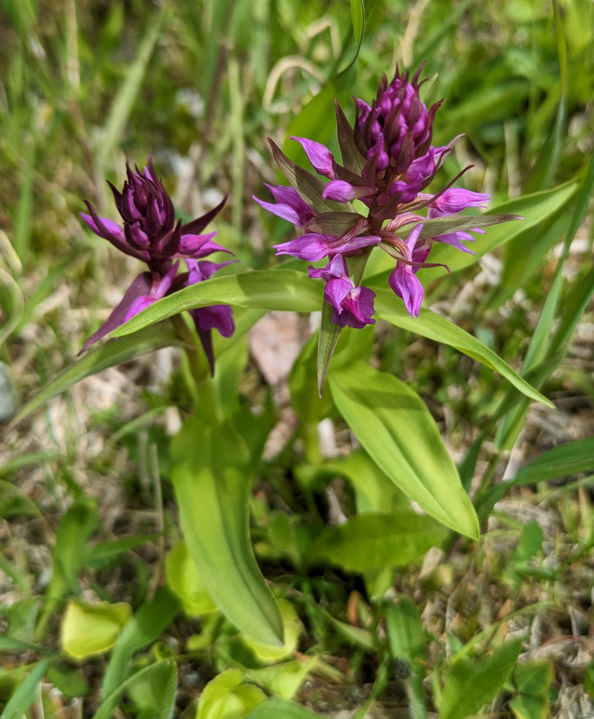 Dactylorhiza aristata (Fisch. ex Lindl.) Soó 2