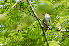 Vireo magister