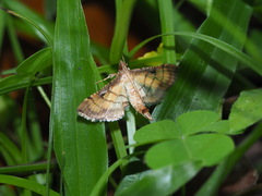 Cnaphalocrocis