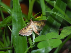 Cnaphalocrocis