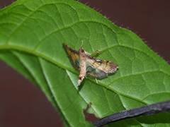 Cnaphalocrocis