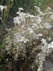 Cerastium candidissimum, photograph (c) Pantazi Katerina, some rights reserved (CC BY)