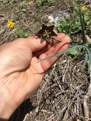 Fritillaria atropurpurea