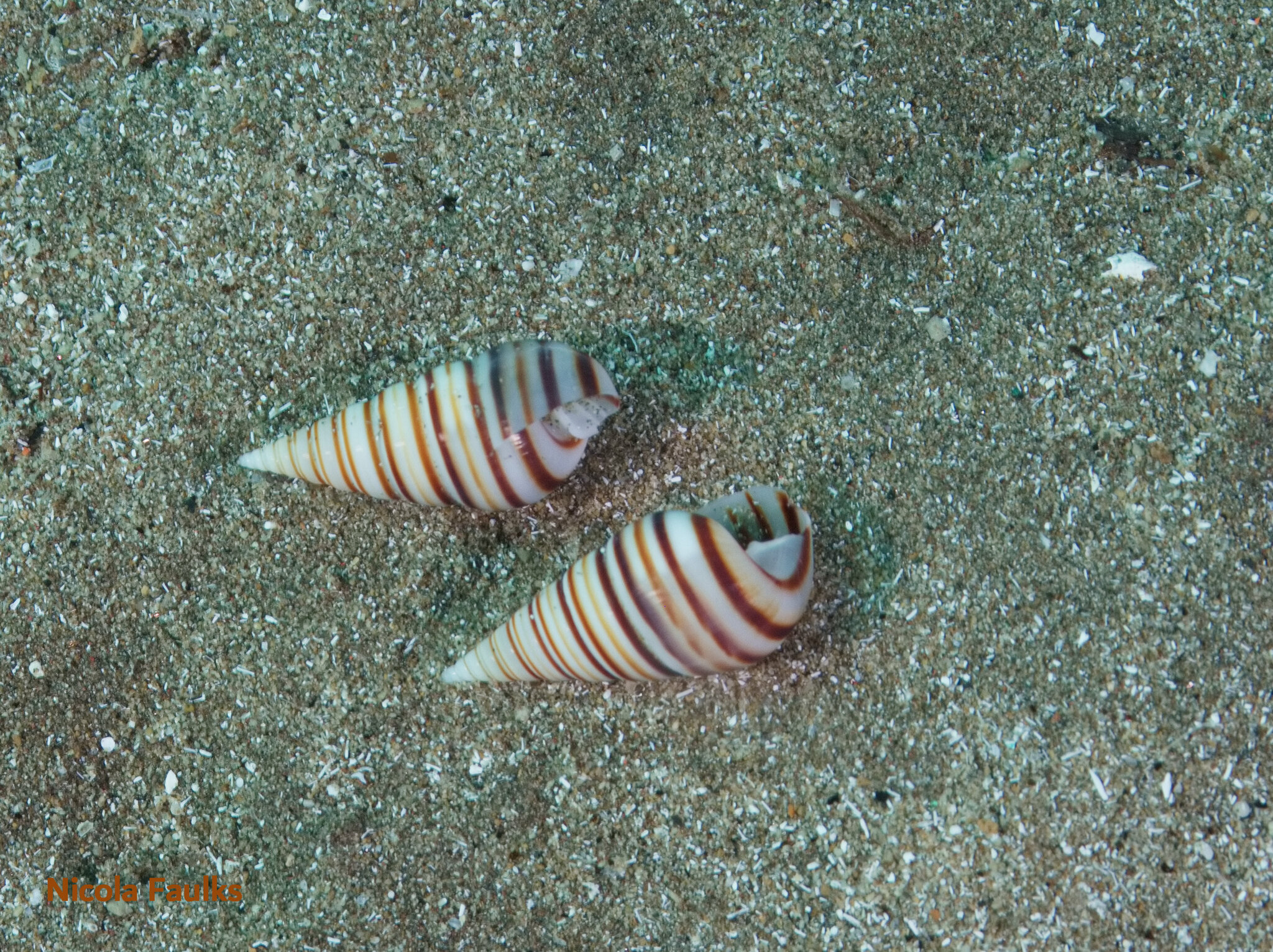 Pyramidella dolabrata