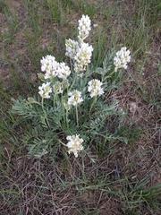 Oxytropis sericea