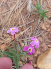 Phlox dolichantha
