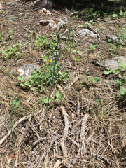 Fritillaria atropurpurea