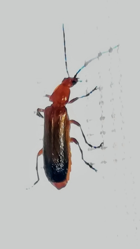 Common red soldier beetle