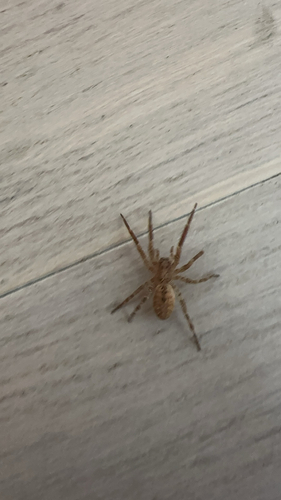 Mediterranean Spiny False Wolf Spider, Haarlem, photo 10 of 10
