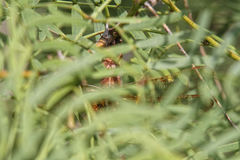 Neurocordulia xanthosoma