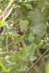 Neurocordulia xanthosoma