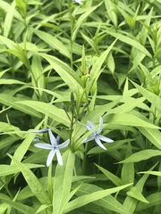Amsonia tabernaemontana