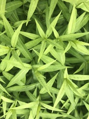 Amsonia tabernaemontana