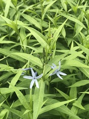 Amsonia tabernaemontana