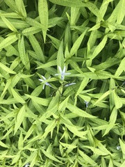 Amsonia tabernaemontana
