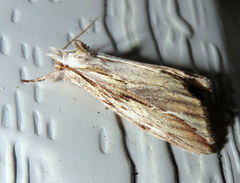 Ecnomodes sagittaria