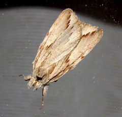 Ecnomodes sagittaria