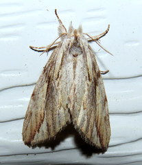 Ecnomodes sagittaria