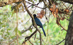 Cyanocorax melanocyaneus