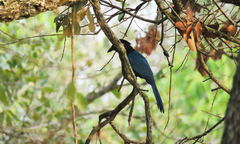 Cyanocorax melanocyaneus