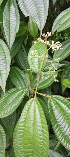 Smooth Johnnyberry (Miconia laevigata)