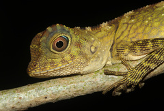 Gonocephalus bornensis
