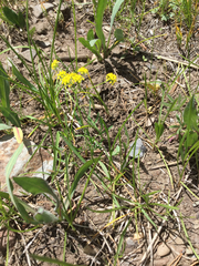 Lomatium triternatum