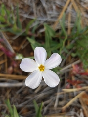 Phlox dolichantha