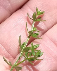 Galium porrigens porrigens