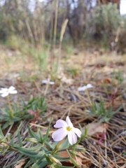 Phlox dolichantha