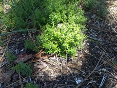 Galium porrigens porrigens