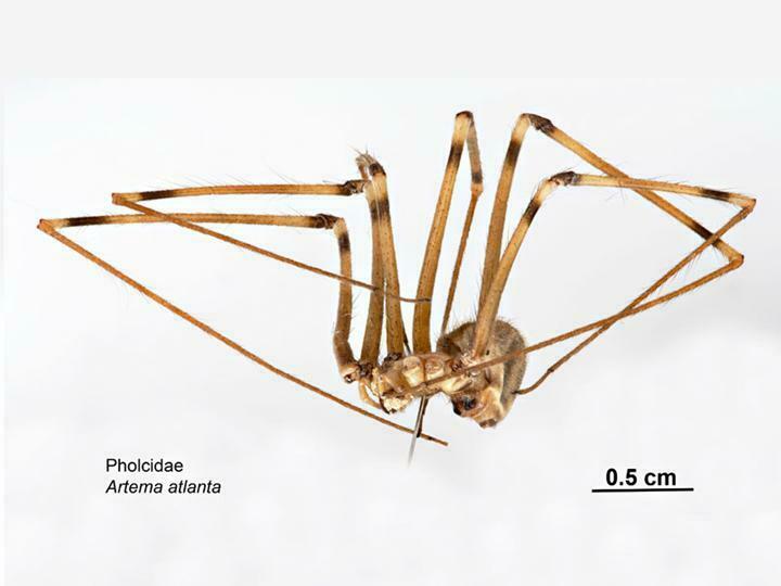 Giant Daddy-long-legs Spider