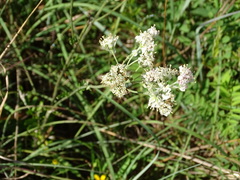 Hymenopappus artemisiifolius