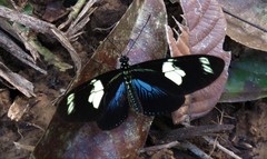 Heliconiini