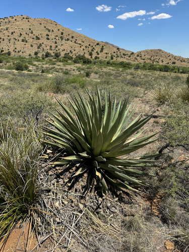 Agave palmeri