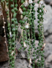 Curio rowleyanus