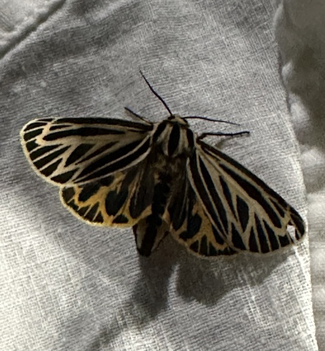 Little Virgin Tiger Moth photo 4