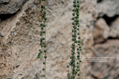 Curio rowleyanus