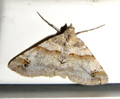 Syneora hemeropa